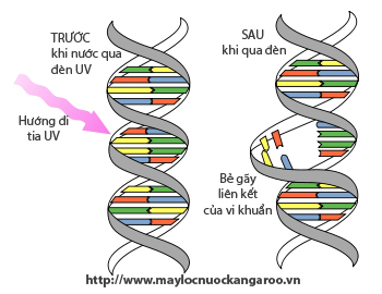 Tia UV bẻ gãy liên kết của vi khuẩn